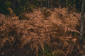 yellow wilted ferns in Latvia forest