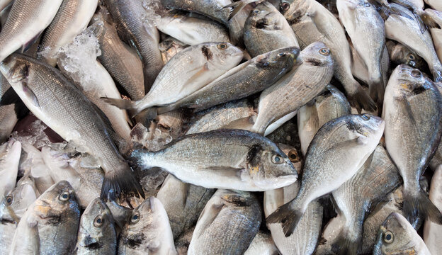 Texture of Trachurus fish on the counter of the fish market for the best choice of buyers by the buyers.