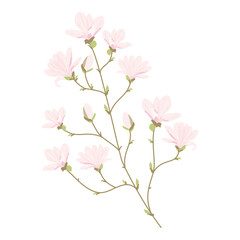 Naklejka na ściany i meble Illustration of Magnolia flowers