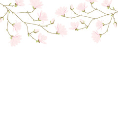 Magnolia flowers background illustration