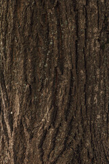 bark of a tree surface close up 