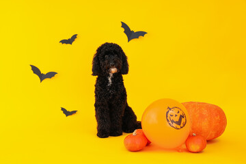 Concept of Halloween, Dog and Halloween accessories on yellow background