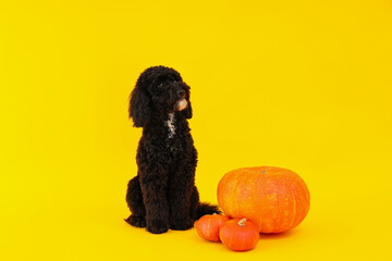 Concept of Halloween, Dog and pumpkins on yellow background