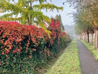 A veil of bright red leaves of a creeper covers a green hedge or garden fence. Along a walking path, green grass and a row of willow trees. With text space.