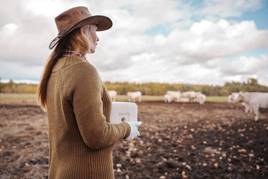 Shot of female farmer with cowboy hat working in animal farm with cows.