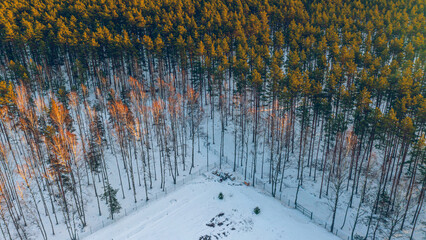 Drone top view of beautiful pine forest. Trees in sunlight. Winter landscape from above.