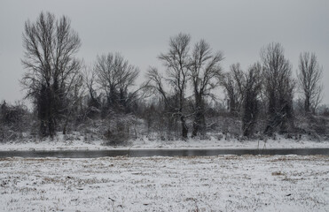 Swamp in winter, misty landscape. A panoramic view of the marsh in a winter foggy day.