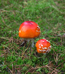 Two fly agarics in green moss