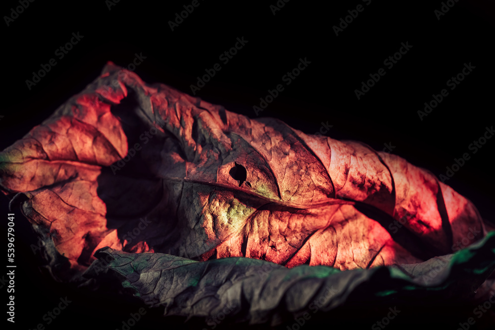 Poster beautiful abstract leaf in neon light. minimalism modern style concept. background pattern for desig