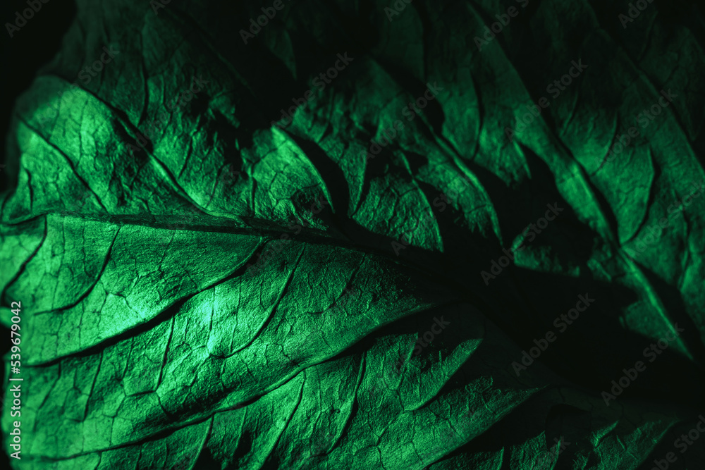 Fototapete close up beautiful abstraction leaf texture in green neon light. minimalism retro style concept. bac