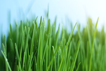Fototapeta na wymiar Green grass on a blue sky background