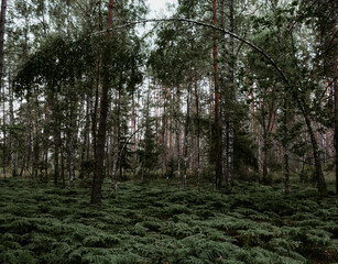 Fern thickets in the wild forest. Scenic landscape. Beautiful nature.