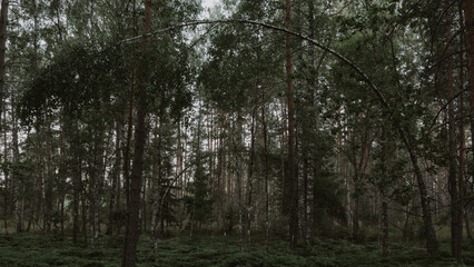 Fern thickets in the wild forest. Scenic landscape. Beautiful nature.