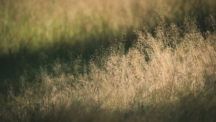 Close-up of wild dry grass. Beautiful autumn nature.