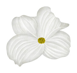 White Dogwood flower,watercolor illustration.
