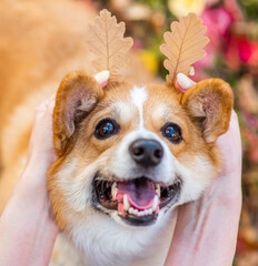 Owner holds autumn oak leaves near dogs head like horns. Enjoy at autumn season