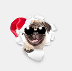 Happy Pug puppy wearing sunglasses and red santa hat looking through the hole in white paper