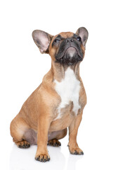 French Bulldog puppy sits and looks up. Isolated on white background