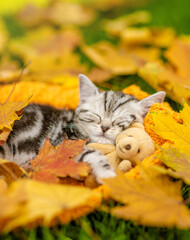 Sleepy kitten lying on autumn fall foliage and hugs favorite toy bear