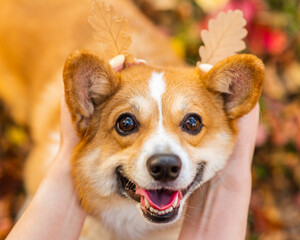 Womans hands holds autumn oak leaves near dogs head like horns. Enjoy at autumn season