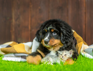 Friendy Bernese mountain dog hugs tiny kitten on green summer gras under warm checkered plaid