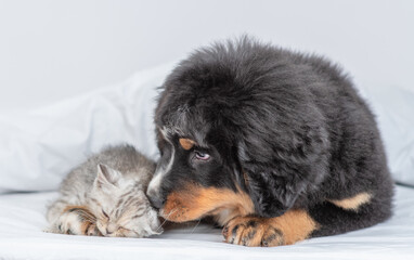 Bernese mountain dog puppy licks tiny sleepy kitten on a bed at home