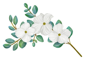 White Dogwood flowers and leaves,watercolor illustration.