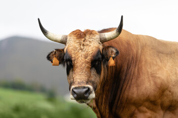 ox with big horns looking straight ahead