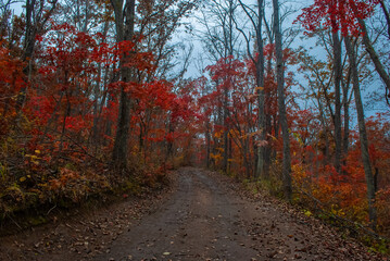 Blurred focus. Autumn forest. Red maple leaves.