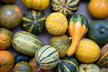 pumpkins and gourds