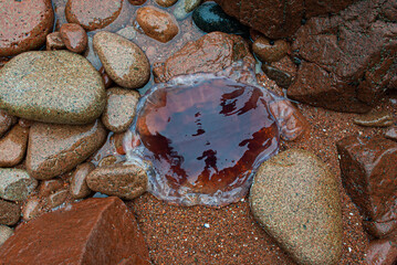Selective focus. Big jellyfish. Japanese Sea.