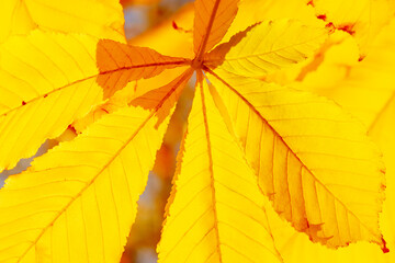 yellow leaf on chestnut tree at fall