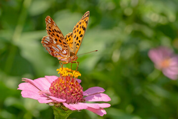 brown butterfly sitting on pink zinnia flower