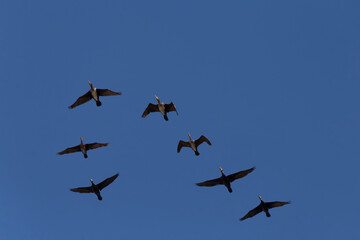 flock of cormorants flying in a blue sky at fall