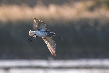 Eurasian Curlew, Numenius arquata in flight in an environment, Devon, England