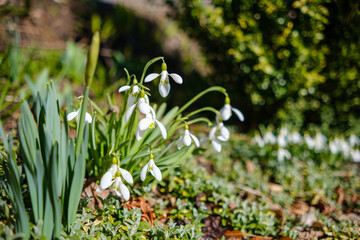 Closeup shot of fresh early snowdrops or common snowdrops Galanthus nivalis