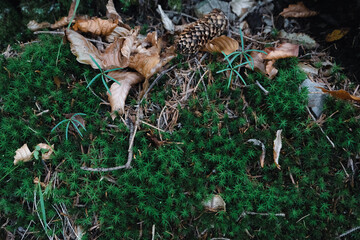 Green botanical forest background.