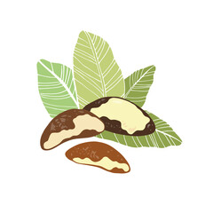 Three brazilian nuts and leaves on white background. Hand drawn vector illustration.