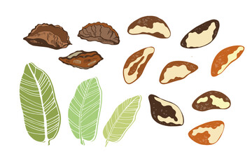 Set of  brazilian nuts and leaves on white background. Hand drawn vector illustration.