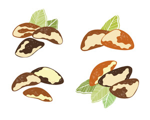 Set of  brazilian nuts on white background. Hand drawn vector illustration.