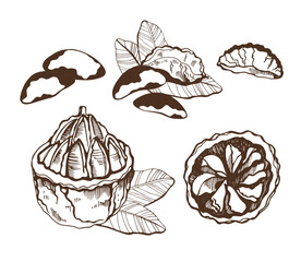 Set of  brazilian nuts and leaves on white background. Hand drawn vector illustration.