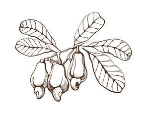 Cashew nuts on a branch on a white background. Hand drawn vector illustration.