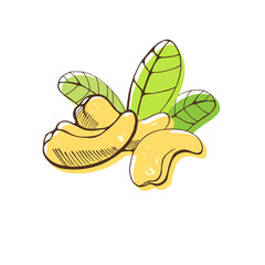 Three cashew nuts and leaves on white background. Hand drawn vector illustration.