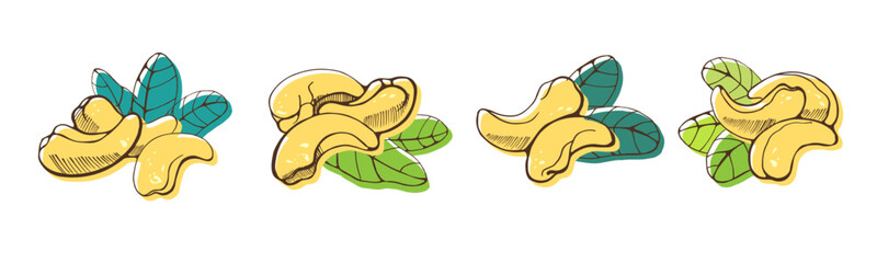 Set of cashew nuts on white background. Hand drawn vector illustration.