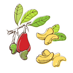 Set of cashew nuts on white background. Hand drawn vector illustration.