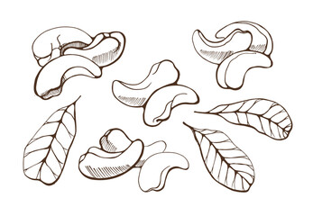 Set of  cashew nuts on white background. Hand drawn vector illustration.