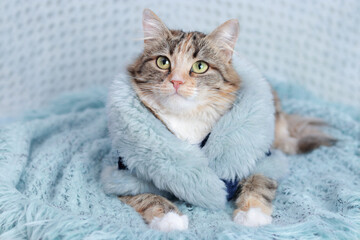 Fototapeta na wymiar Сat in a beautiful fur coat lies and rests on a blanket. Clothing for animals and pets. Cat looks to the camera. Beautiful Kitten. Kitten with big green eyes. Pet. Without people. Animal background. 