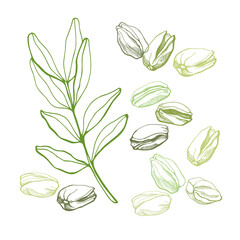 Set of pistachios and leaves on white background. Hand drawn vector illustration.