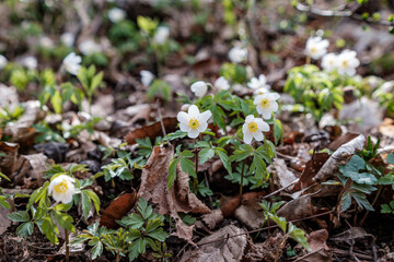 white flowers in the middle of the forest in spring among plants