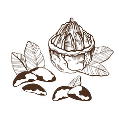 Set of  brazilian nuts and leaves on white background. Hand drawn vector illustration.